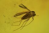 Two Fossil Flies (Diptera) & Spider (Aranea) In Baltic Amber #50653-2